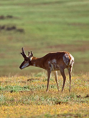 Pronghorn antelope. Photo: Alan St. John.