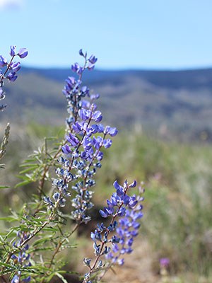 Lupine bloom at Aspen Valley Ranch. Photo: Land Trust.