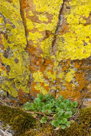 Lichen at Coffer Ranch. Photo: Douglas Vincent.