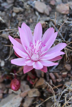 Bitterroot. Photo: Land Trust.