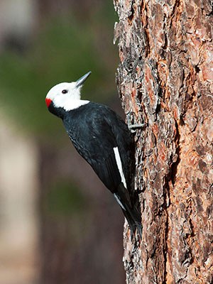 White-headed woodpecker. Photo: Dick Tipton.