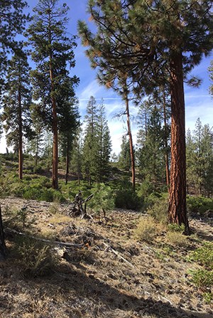 The forest at Hopkins-Young Special Management Area. Photo: Land Trust.