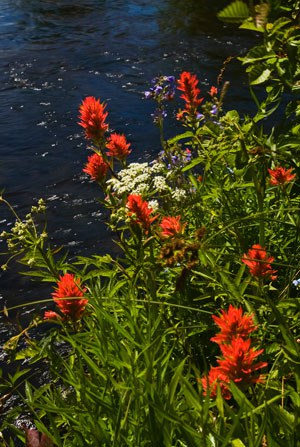 Paintbrush along Spring Creek. Photo: Jay Mather.