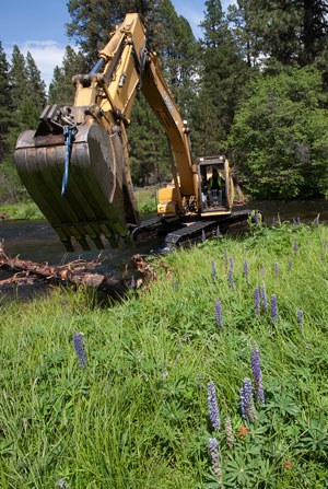 Placing logs in Spring Creek to improve fish habitat. Photo: Jay Mather.