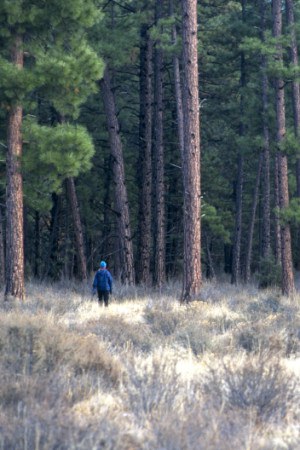 The forests at Trout Creek Conservation Area. Photo: Greg Burke.