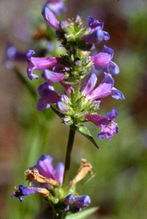 Peck's penstemon. Photo: Stu Garrett