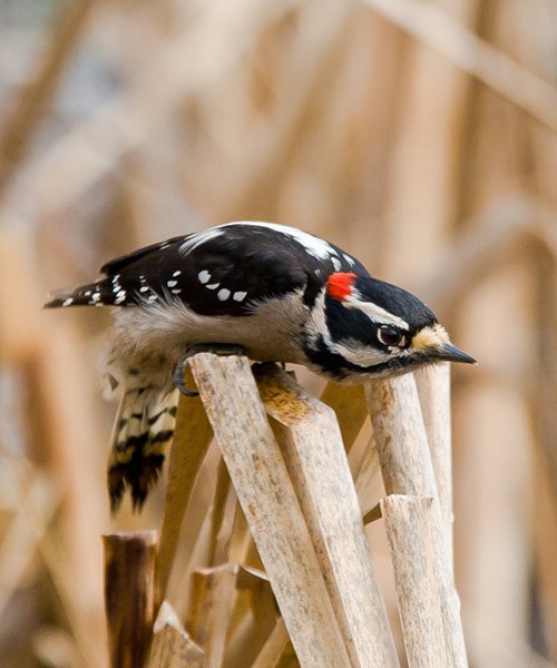 Downy woodpecker. Photo: John Williams.