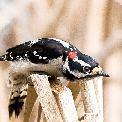 Downy woodpecker. Photo: John Williams.