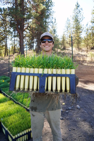 Plants awaiting new homes along Whychus Creek at Rimrock Ranch. Photo: Olivia Edwards.