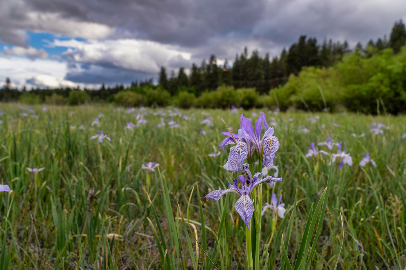 WasimMuklashy.CPM_2022_06_late spring scenics_001_hires_tv_2400px.jpg