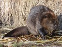 Nature Night recap: the benefits of beavers