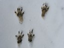 3 Steps for tracking wildlife in the snow