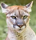 March Nature Night: Cougar Conservation in the 21st Century
