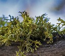 Five fun facts about lichen