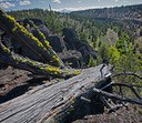Lichens -- The extreme fungi with Daphne Stone