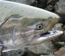 Salmon in the Deschutes with Don Ratliff Salmon in the Deschutes with Don Ratliff