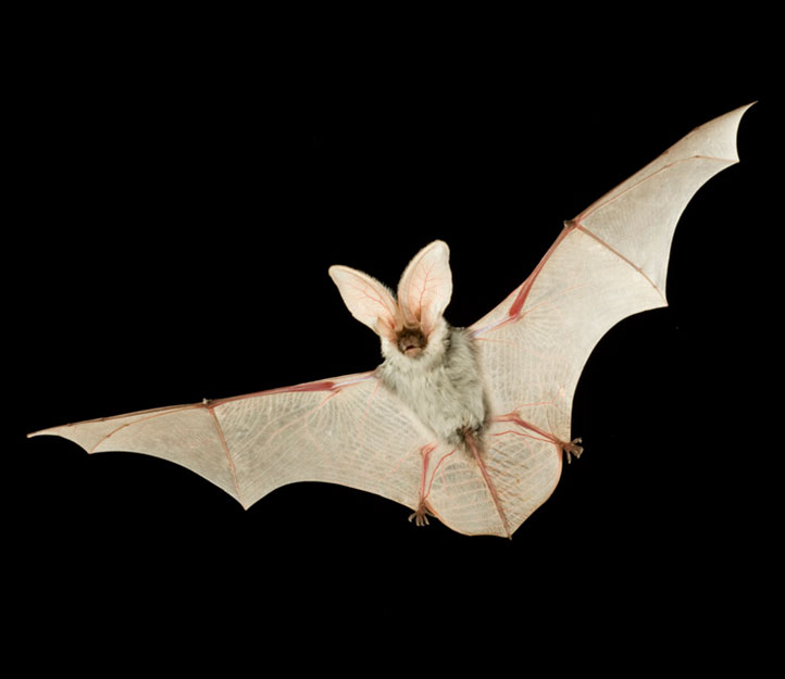 Bats of Central Oregon — Deschutes Land Trust