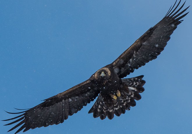 Ten Facts about Golden Eagles