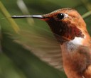 Fall migratory Birds in Central Oregon