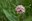 The Magic of Milkweed