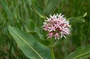 The Magic of Milkweed