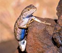 What are Those Blue-Bellied Lizards?