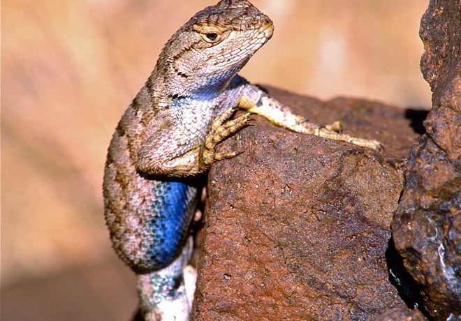 What are Those Blue-Bellied Lizards?