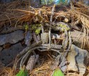 Building a Fairy House