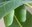 The Butterfly Egg Extravaganza