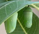 The Butterfly Egg Extravaganza