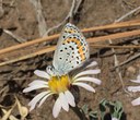 Creating a Butterfly Garden