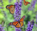 5 Butterflies that are not Monarchs