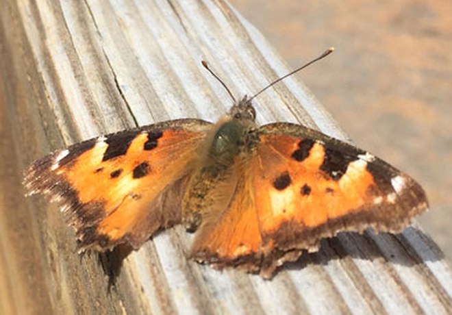 What are all of these orange butterflies?