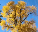 Colorful cottonwoods help our streams and rivers