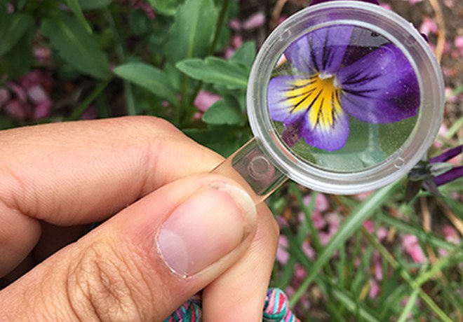 Make New Discoveries: Bring a Hand Lens on Your Next Hike
