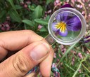 Make New Discoveries: Bring a Hand Lens on Your Next Hike