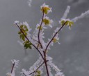 What's the Deal with Hoarfrost and Rime Ice? What's the Deal with Hoarfrost and Rime Ice?