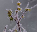 What's the Deal with Hoarfrost and Rime Ice?