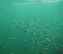 The Incredible Journey of Sockeye Salmon