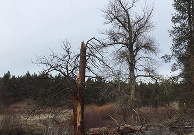 Ugly Beautiful: How dead trees are bringing life to our forests.