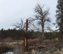 Ugly Beautiful: How dead trees are bringing life to our forests.