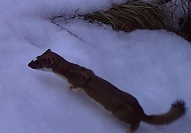 Weasels: Central Oregon's Tiniest Winter Warriors