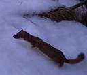 Weasels: Central Oregon's Tiniest Winter Warriors