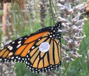 What Monarch Conservation Looks Like