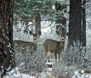 Why is winter range important for wildlife?