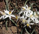 Nature at Home: Early Wildflowers