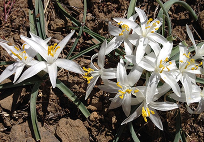 Nature at Home: Early Wildflowers