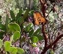 Nature at Home: California Tortoiseshells