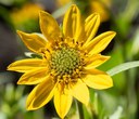 Nature at Home: Central Oregon Wildflowers