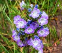 Nature at Home: Central Oregon Wildflowers